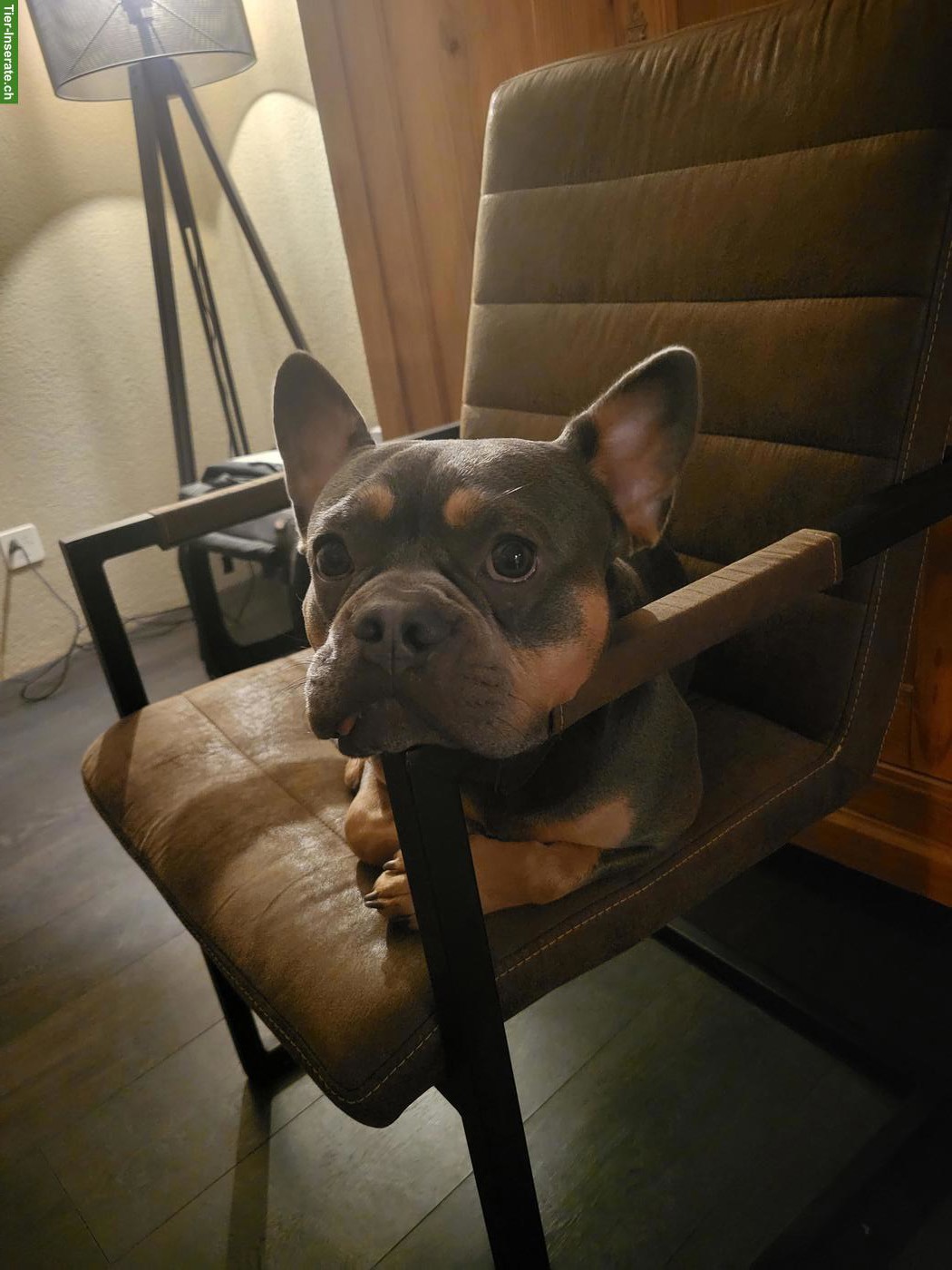 Bild 2: Französische Bulldoggen Rüde Knut sucht ein Zuhause