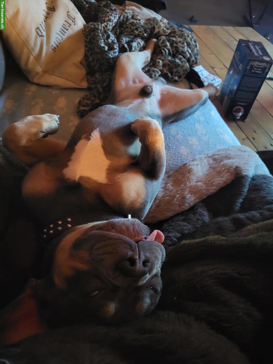 Bild 3: Französische Bulldoggen Rüde Knut sucht ein Zuhause