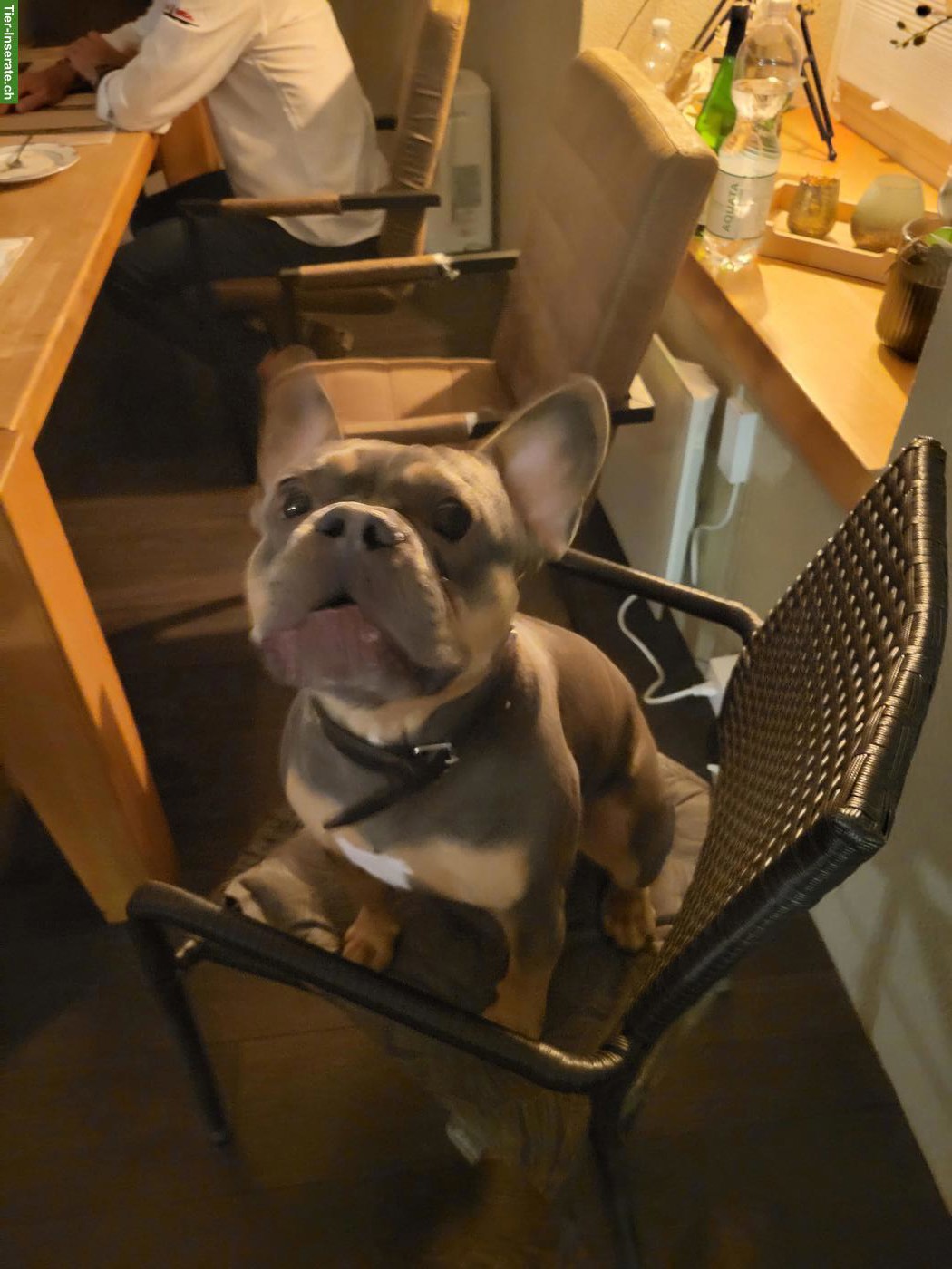 Bild 4: Französische Bulldoggen Rüde Knut sucht ein Zuhause