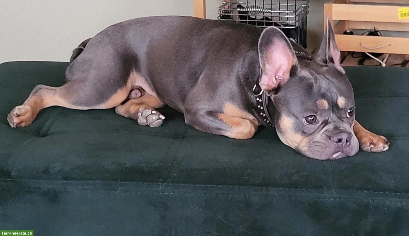 Bild 5: Französische Bulldoggen Rüde Knut sucht ein Zuhause