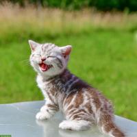 BKH Kitten Chocolate Silver Classic Tabby mit Stammbaum