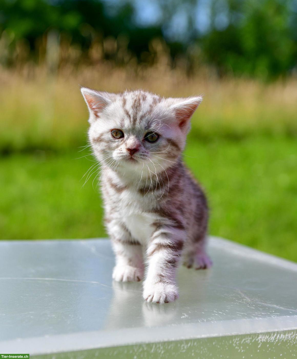 Bild 2: BKH Kitten Chocolate Silver Classic Tabby mit Stammbaum