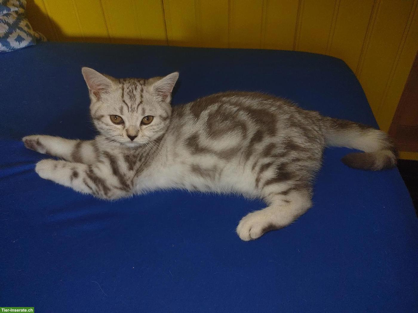 Bild 3: BKH Kitten Chocolate Silver Classic Tabby mit Stammbaum