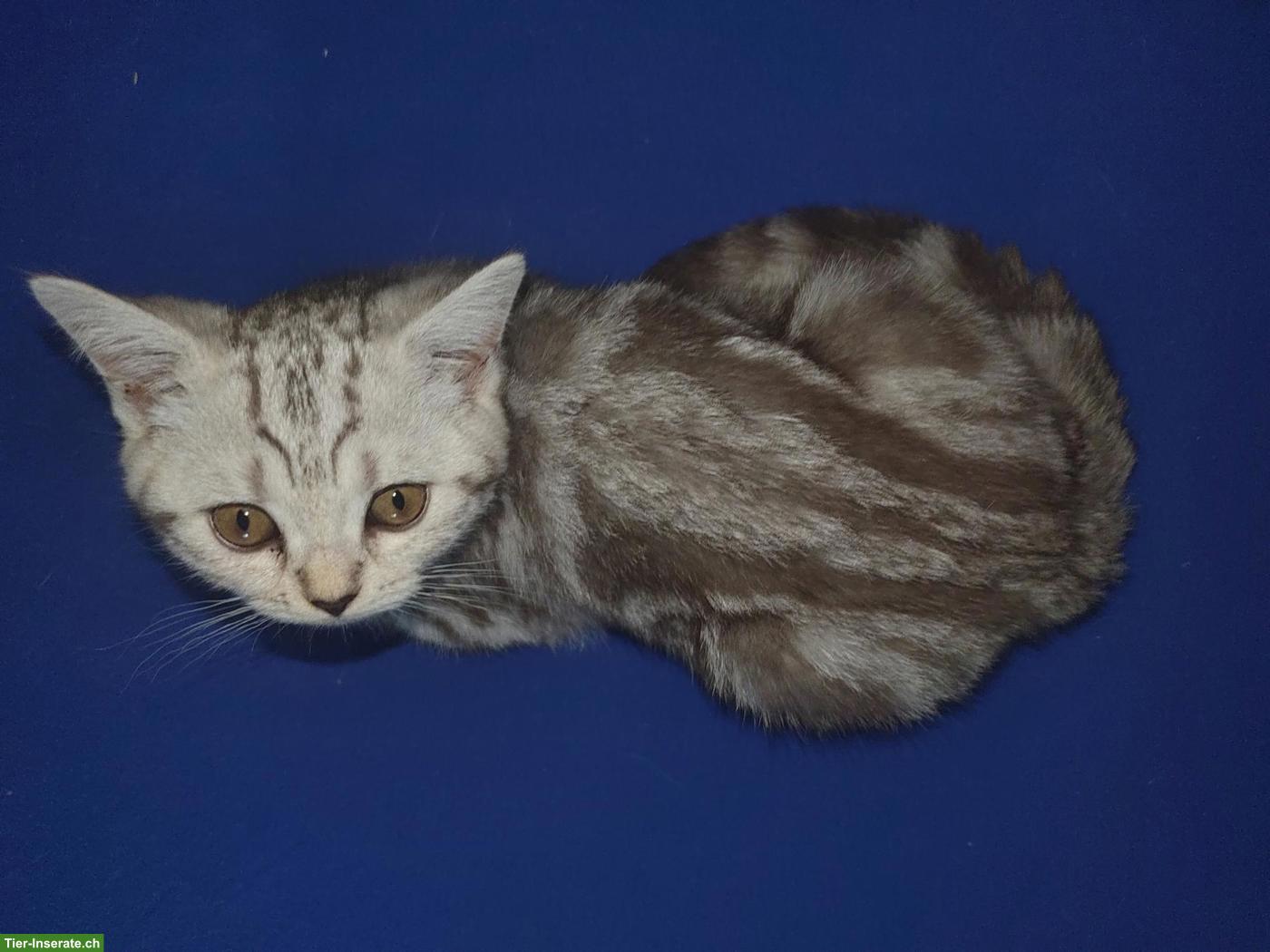 Bild 4: BKH Kitten Chocolate Silver Classic Tabby mit Stammbaum