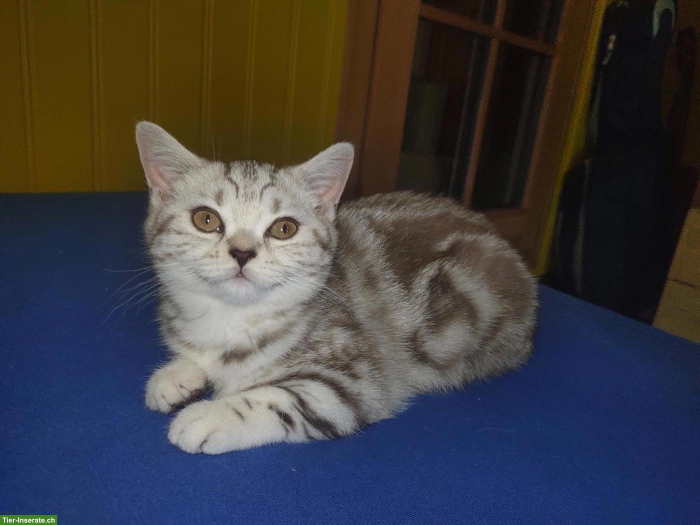 Bild 5: BKH Kitten Chocolate Silver Classic Tabby mit Stammbaum