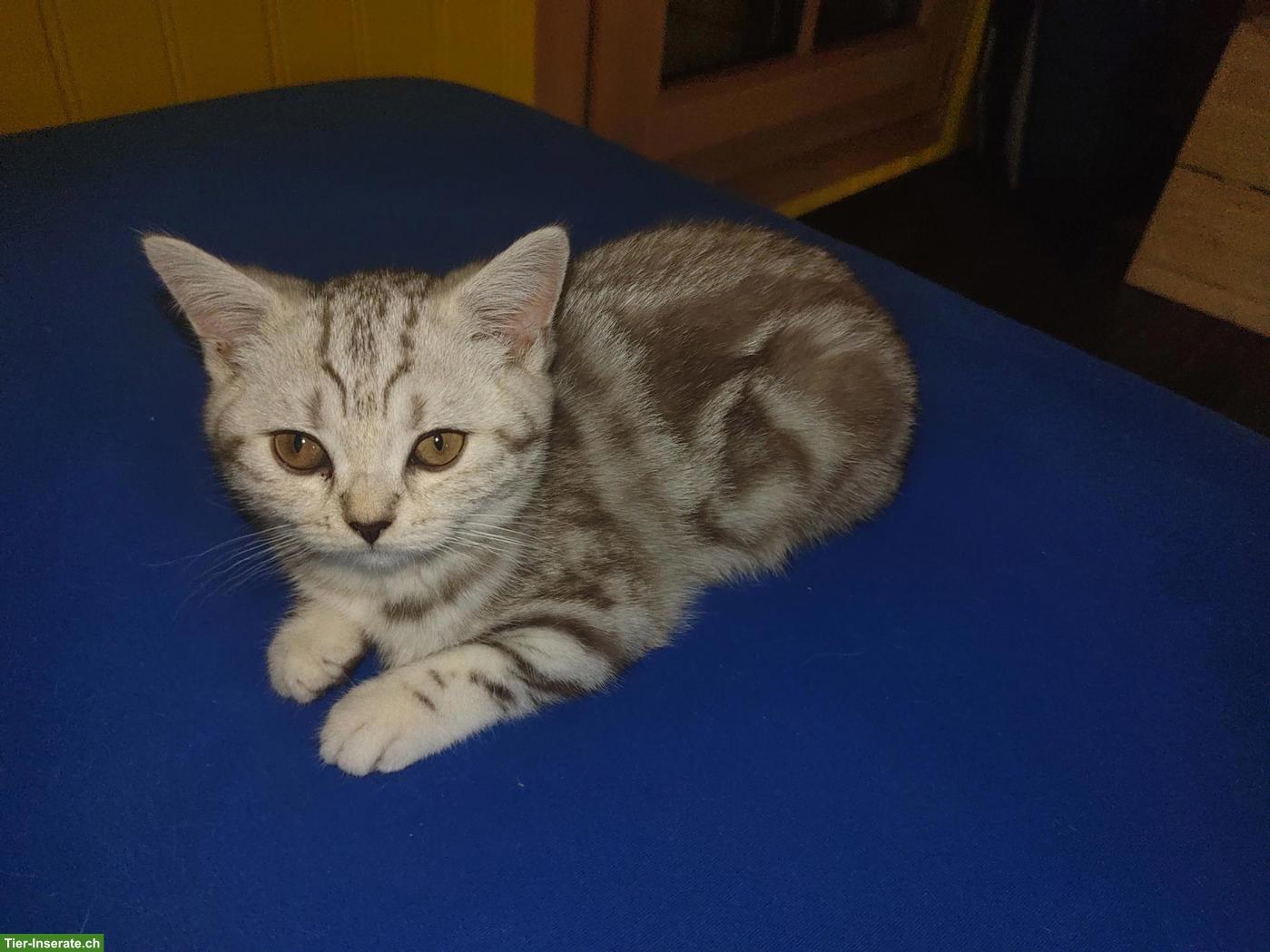 Bild 6: BKH Kitten Chocolate Silver Classic Tabby mit Stammbaum