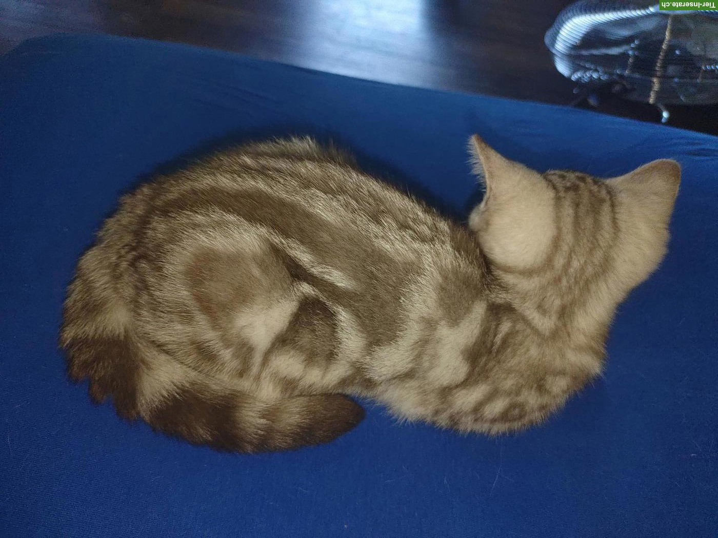 Bild 7: BKH Kitten Chocolate Silver Classic Tabby mit Stammbaum