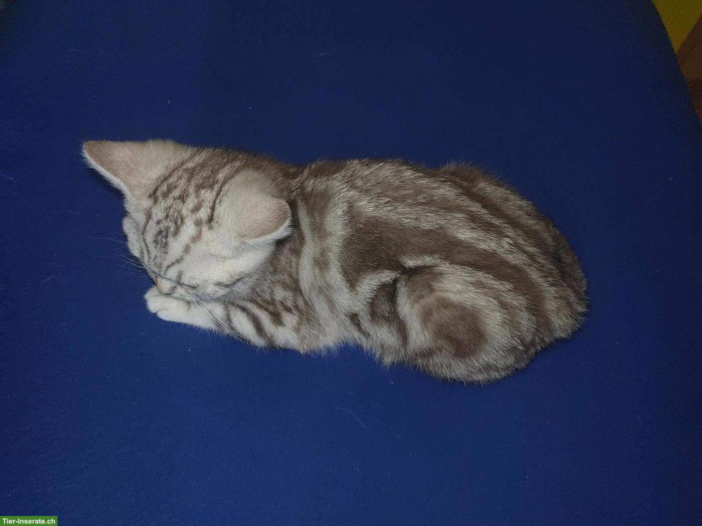 Bild 8: BKH Kitten Chocolate Silver Classic Tabby mit Stammbaum