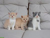 Reinrassige BKH Kitten mit Stammbaum & blauen Augen
