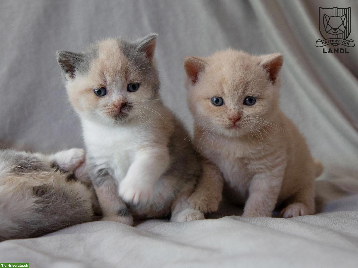 Bild 2: Reinrassige BKH Kitten mit Stammbaum & blauen Augen