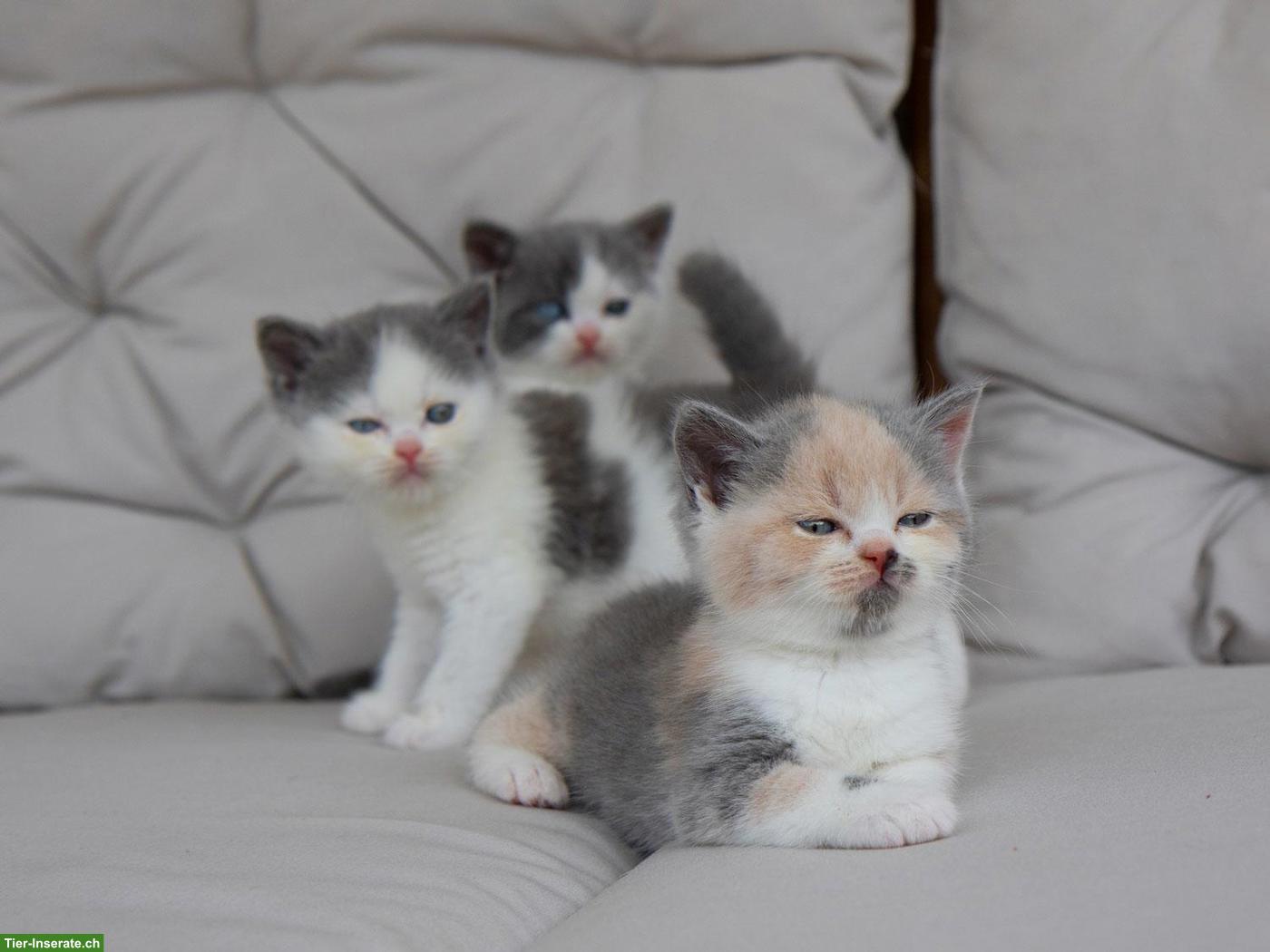Bild 3: Reinrassige BKH Kitten mit Stammbaum & blauen Augen