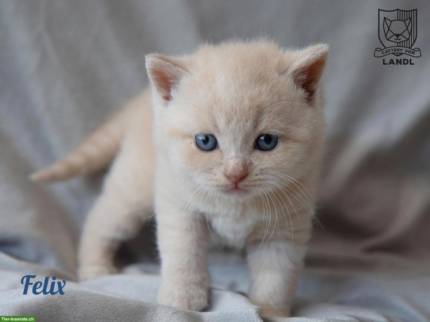 Bild 4: Reinrassige BKH Kitten mit Stammbaum & blauen Augen