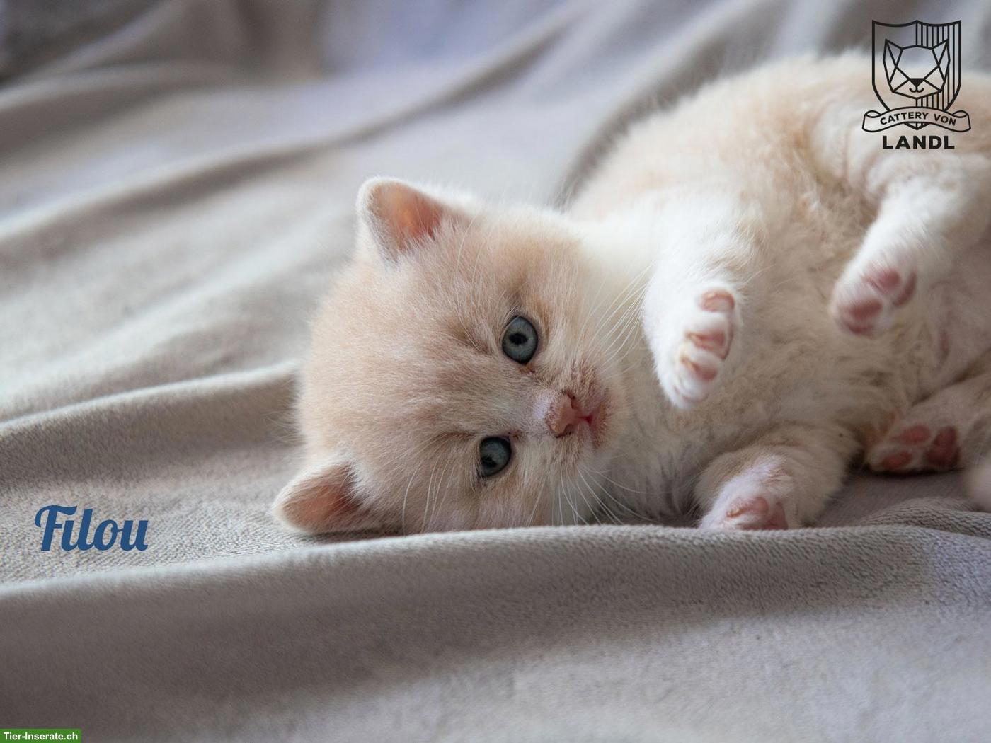 Bild 5: Reinrassige BKH Kitten mit Stammbaum & blauen Augen