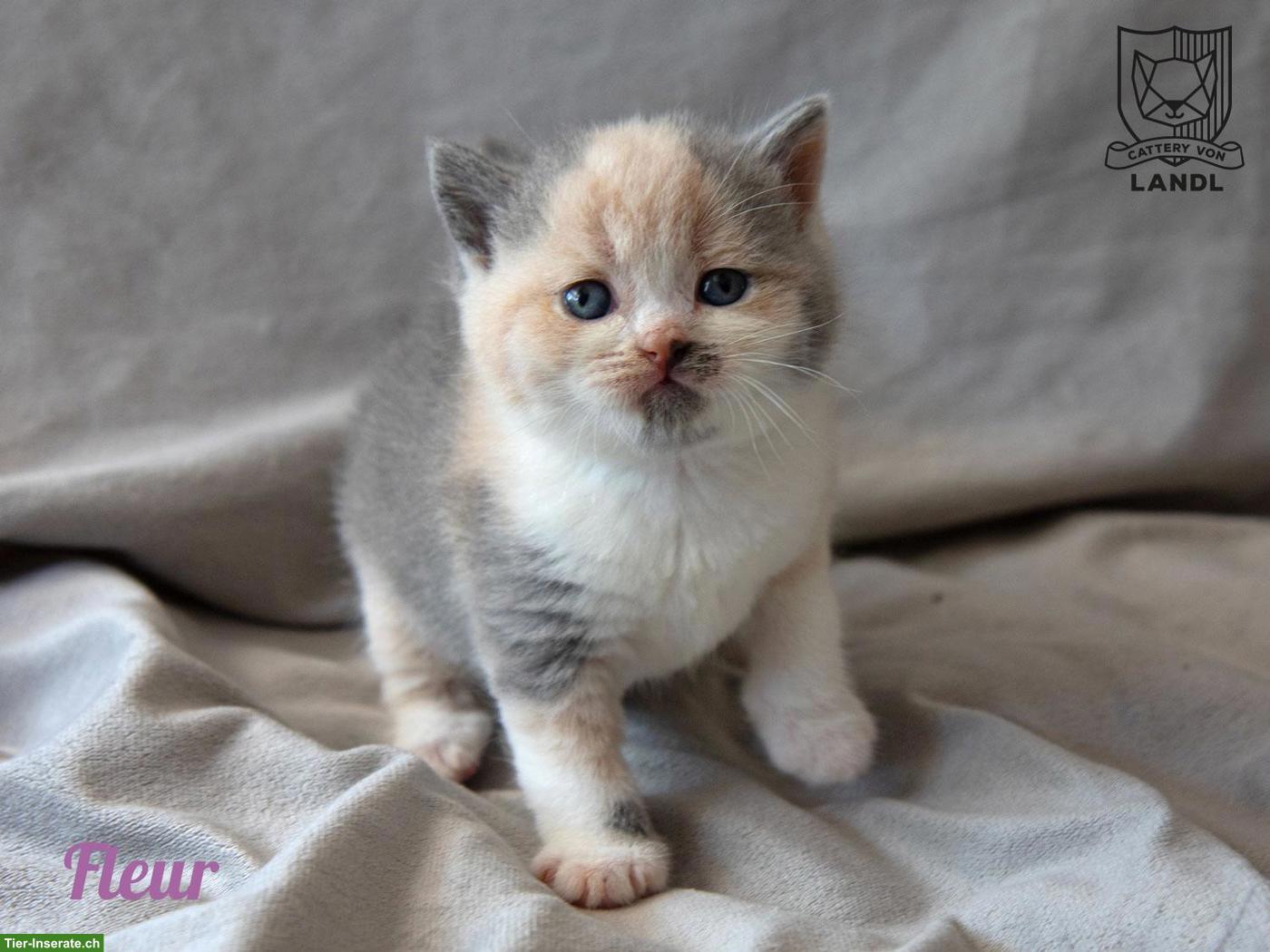 Bild 6: Reinrassige BKH Kitten mit Stammbaum & blauen Augen