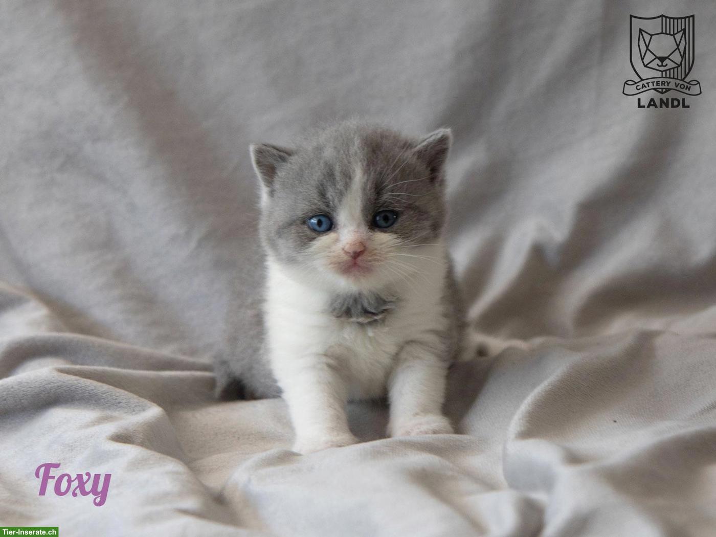Bild 7: Reinrassige BKH Kitten mit Stammbaum & blauen Augen