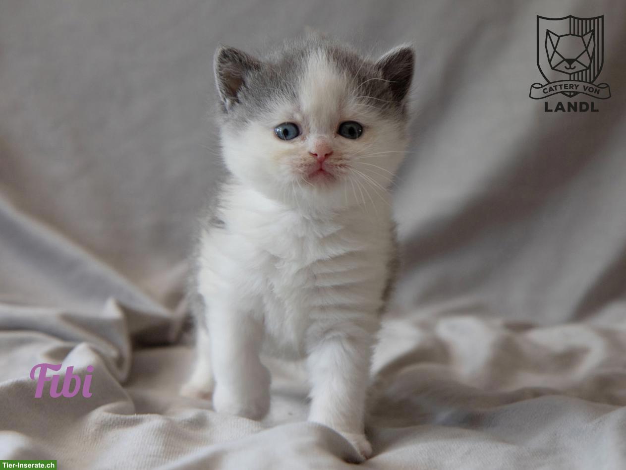 Bild 8: Reinrassige BKH Kitten mit Stammbaum & blauen Augen