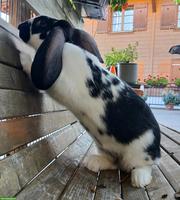 Junges gemistes Kaninchen freut sich auf neues Zuhause