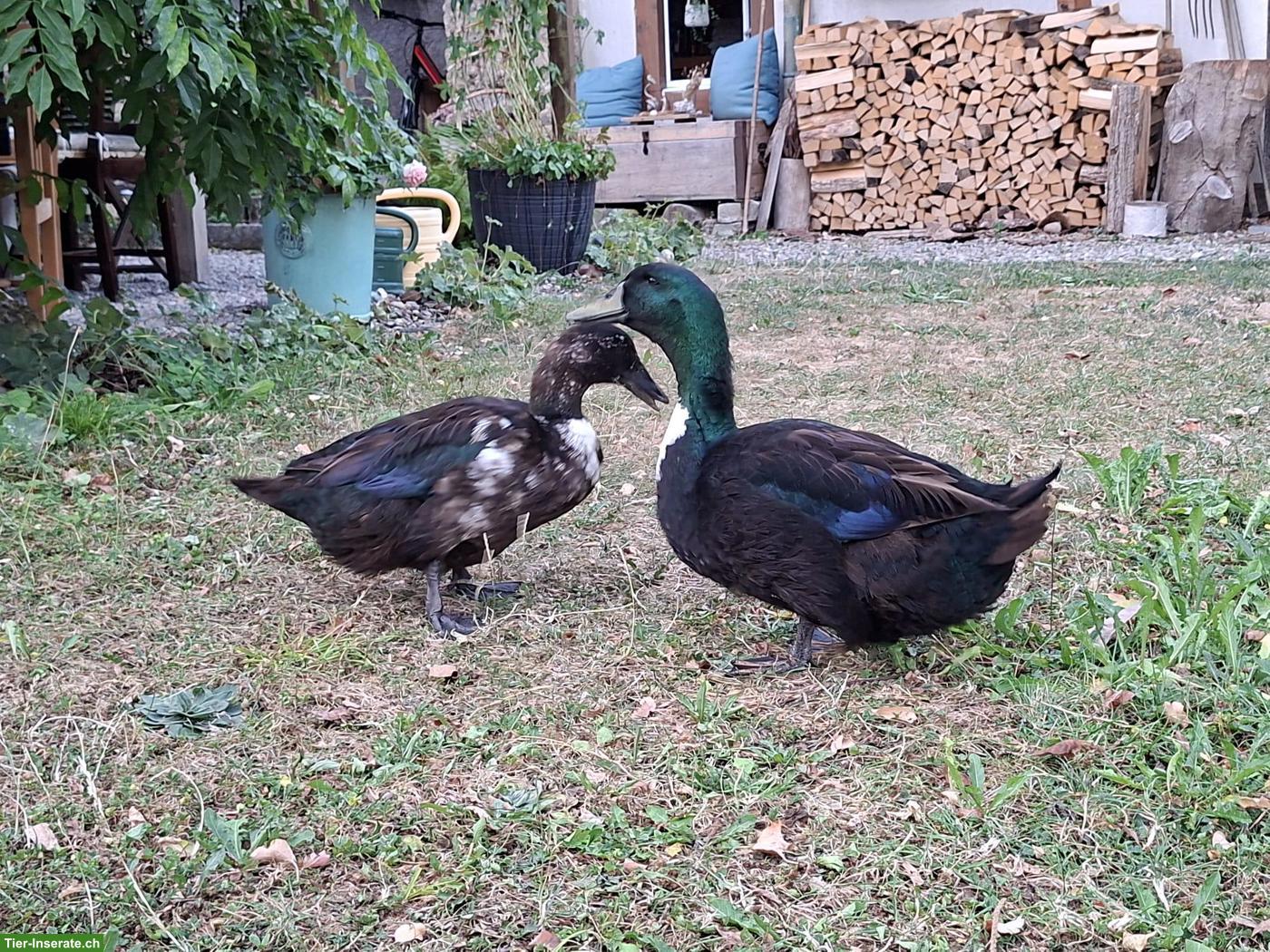 2 Pommernenten abzugeben