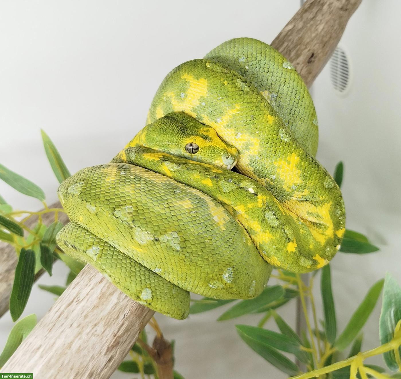 Morelia viridis (Biak) - Grüner Baumpython