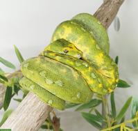 Morelia viridis (Biak) - Grüner Baumpython
