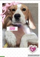Kleine Beagle Hündin sucht ihr Für-immer-Zuhause