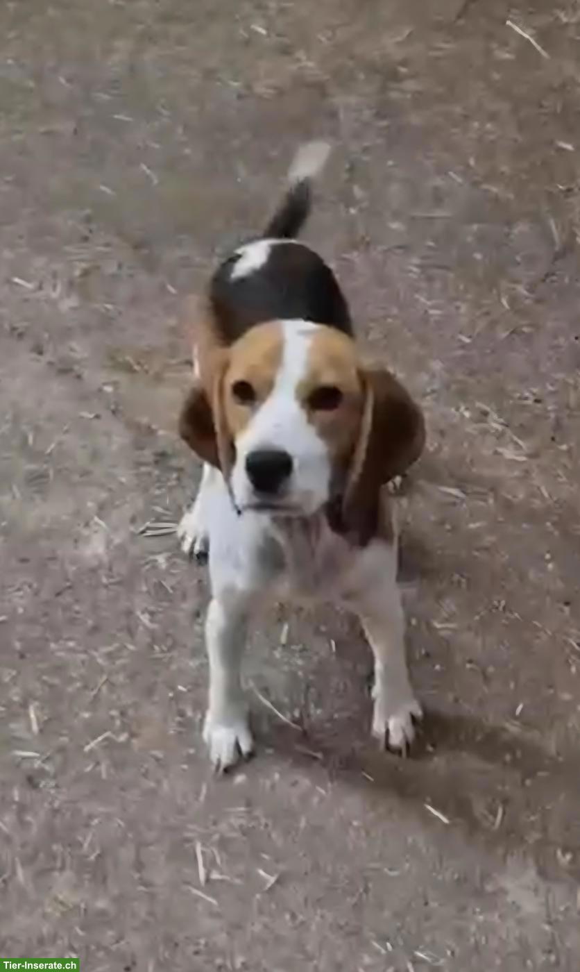 Bild 2: Kleine Beagle Hündin sucht ihr Für-immer-Zuhause