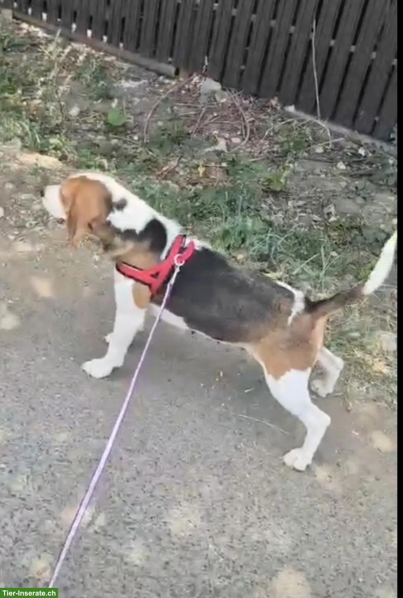 Bild 3: Kleine Beagle Hündin sucht ihr Für-immer-Zuhause