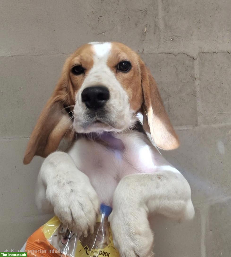 Bild 4: Kleine Beagle Hündin sucht ihr Für-immer-Zuhause