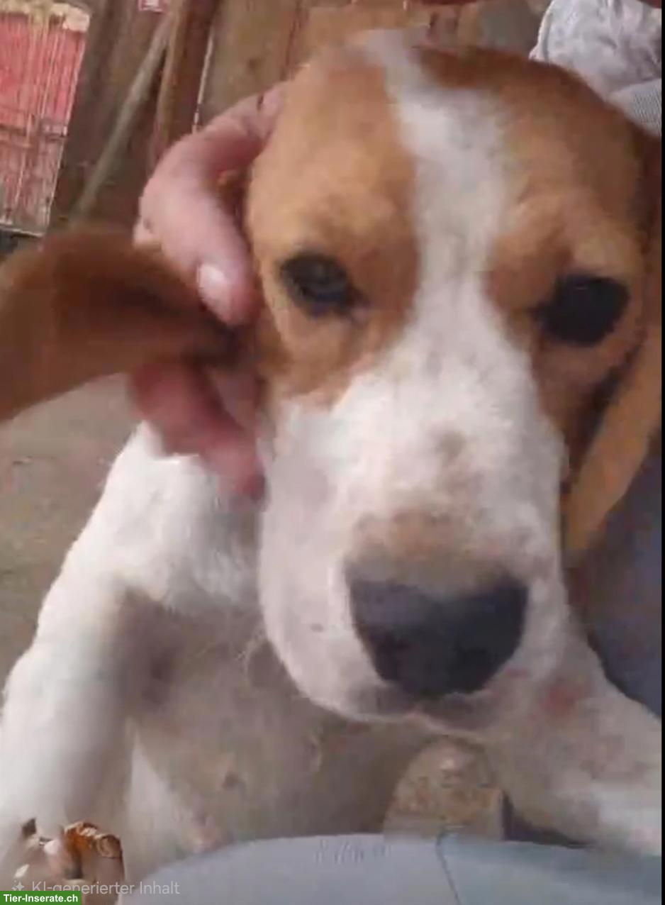 Bild 5: Kleine Beagle Hündin sucht ihr Für-immer-Zuhause