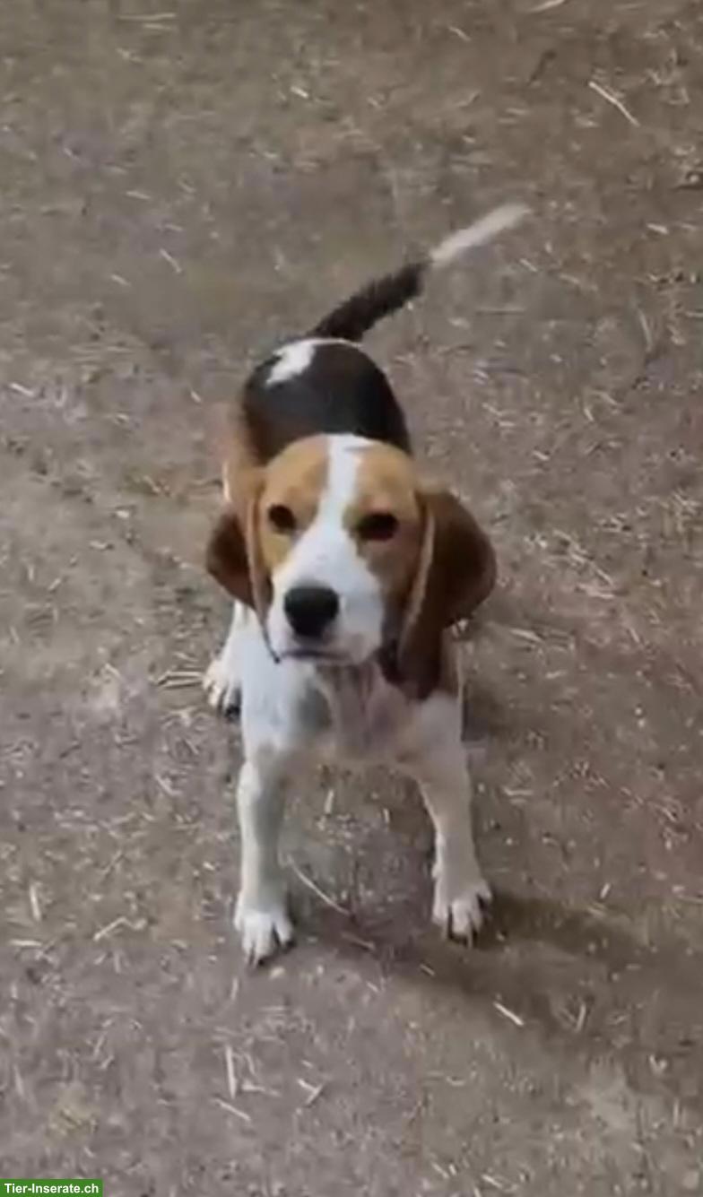 Bild 6: Kleine Beagle Hündin sucht ihr Für-immer-Zuhause