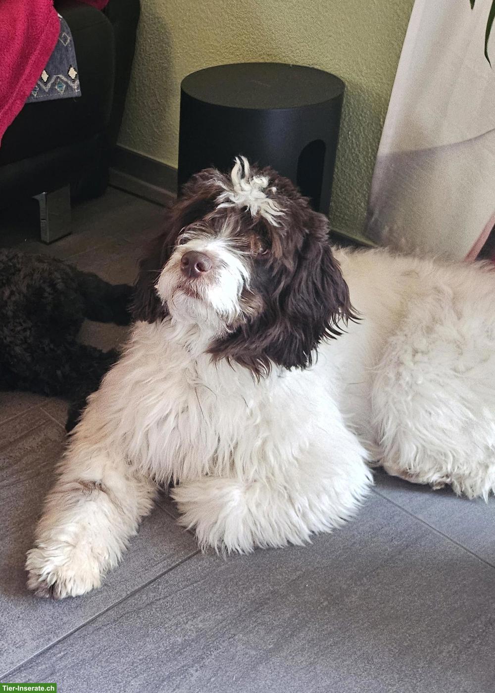 Suche: Goldendoodle oder Labradoodle Deckrüde
