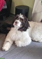 Suche: Goldendoodle oder Labradoodle Deckrüde