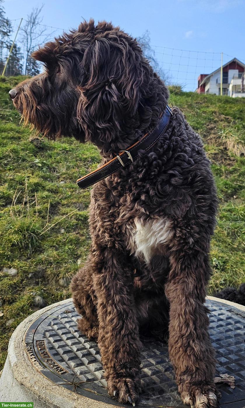 Bild 2: Suche: Goldendoodle oder Labradoodle Deckrüde