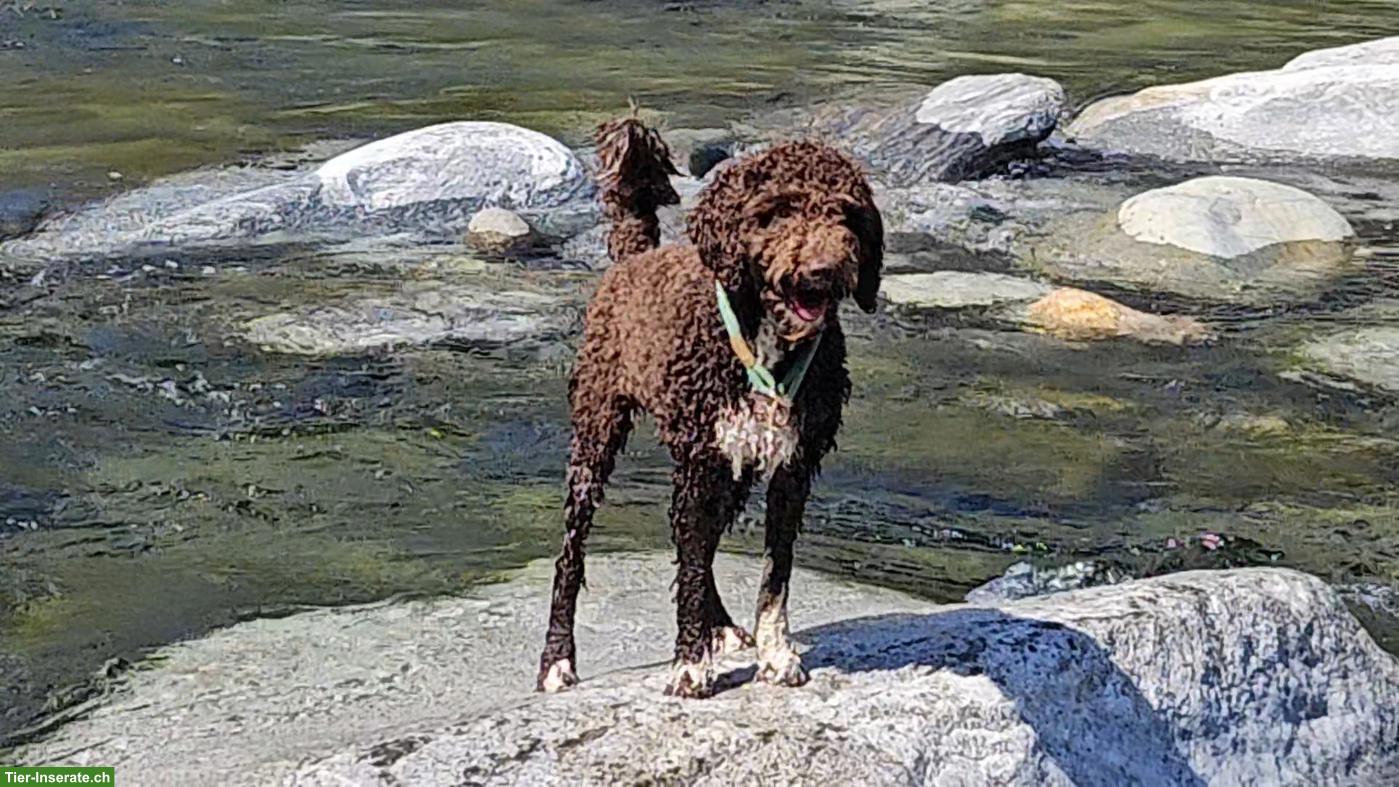 Bild 3: Suche: Goldendoodle oder Labradoodle Deckrüde