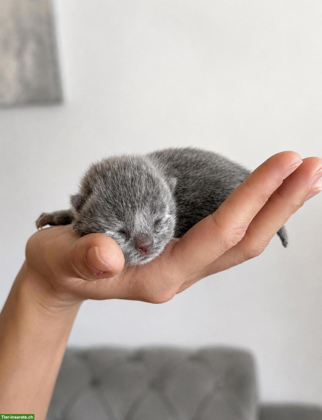 Bild 2: Britisch Kurzhaar Kitten (Blue) - Reservierungen ab sofort möglich 💙
