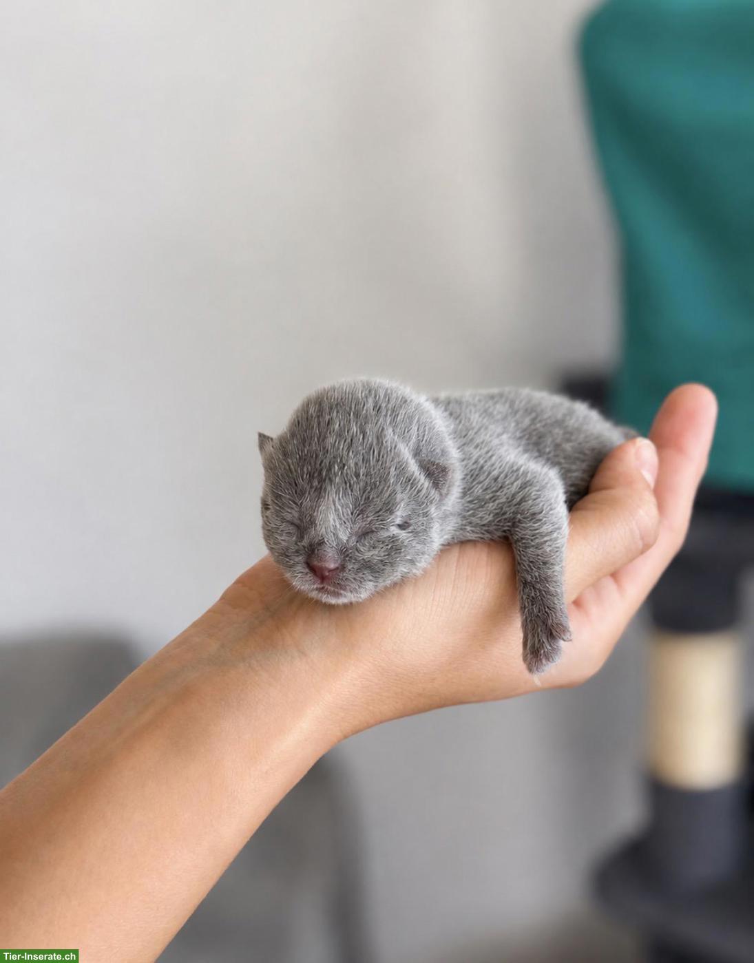 Bild 3: Britisch Kurzhaar Kitten (Blue) - Reservierungen ab sofort möglich 💙