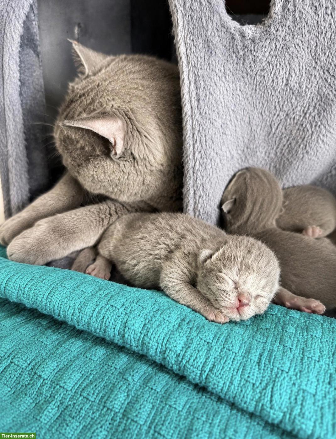 Bild 4: Britisch Kurzhaar Kitten (Blue) - Reservierungen ab sofort möglich 💙