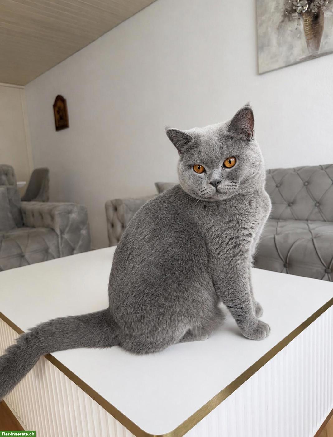Bild 6: Britisch Kurzhaar Kitten (Blue) - Reservierungen ab sofort möglich 💙