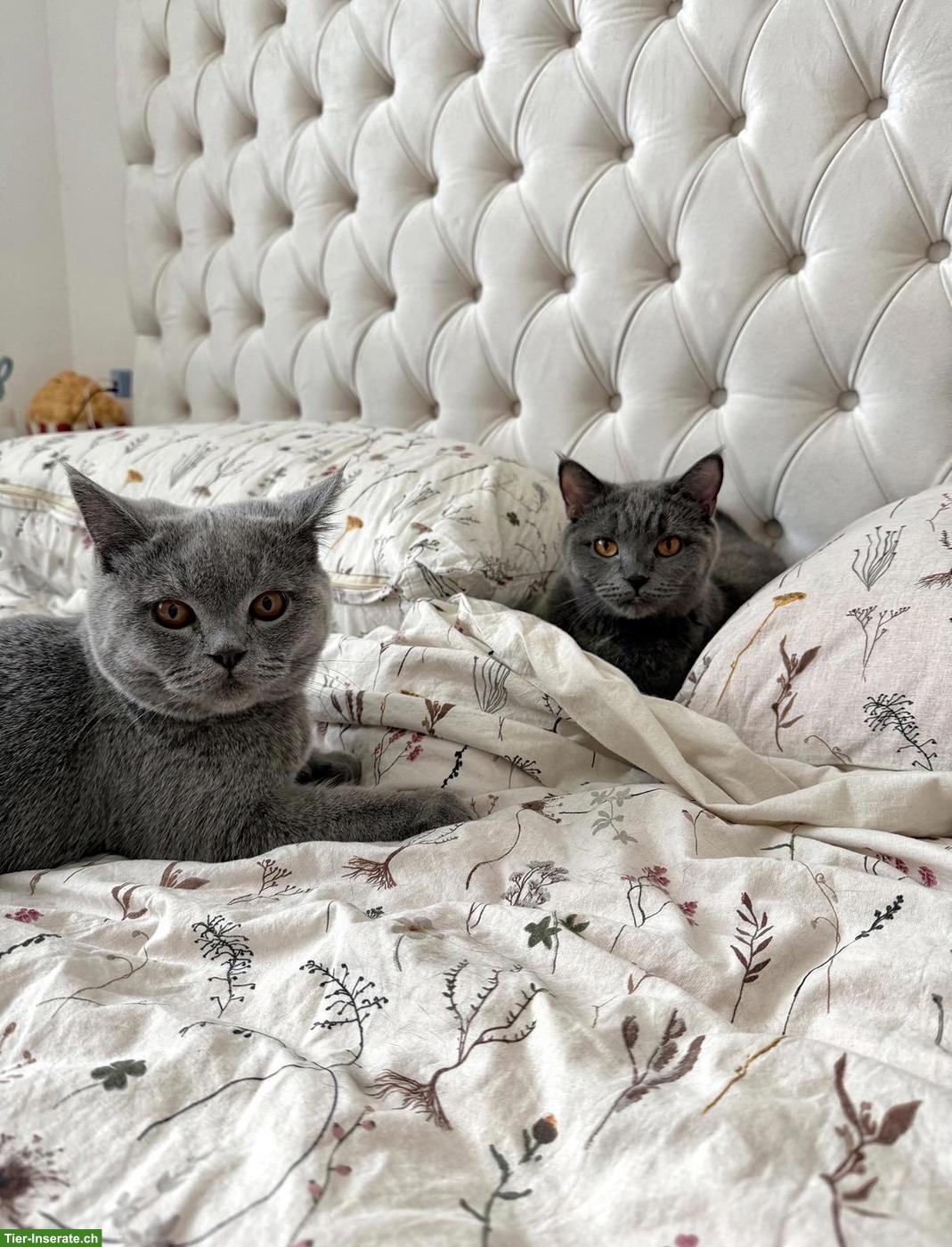 Bild 7: Britisch Kurzhaar Kitten (Blue) - Reservierungen ab sofort möglich 💙