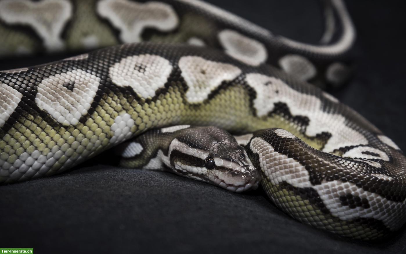 Königspython Axanthic Lesser 0.1