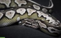 Königspython Axanthic Lesser 0.1