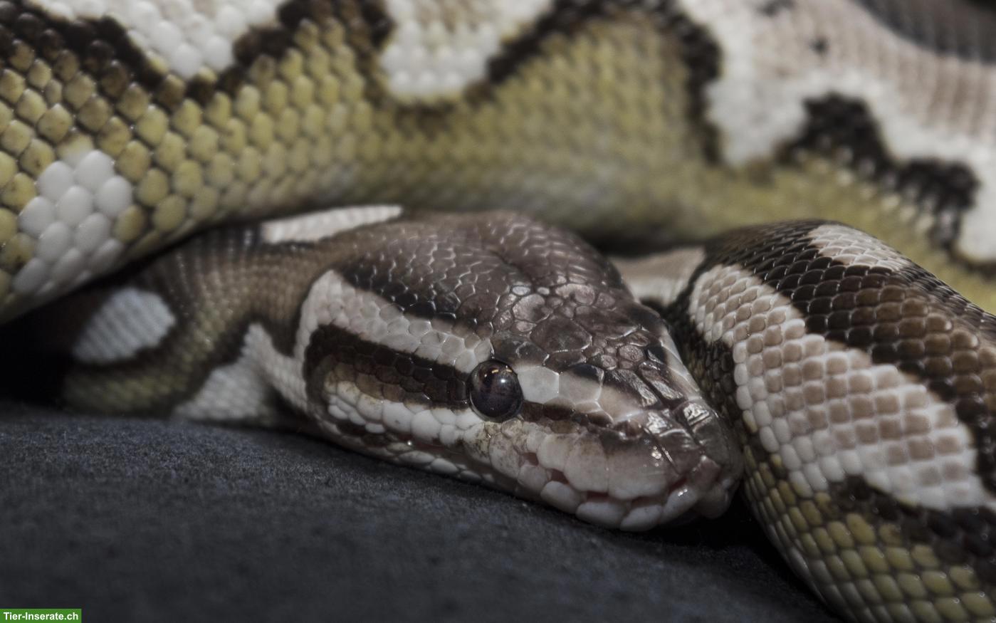 Bild 2: Königspython Axanthic Lesser 0.1