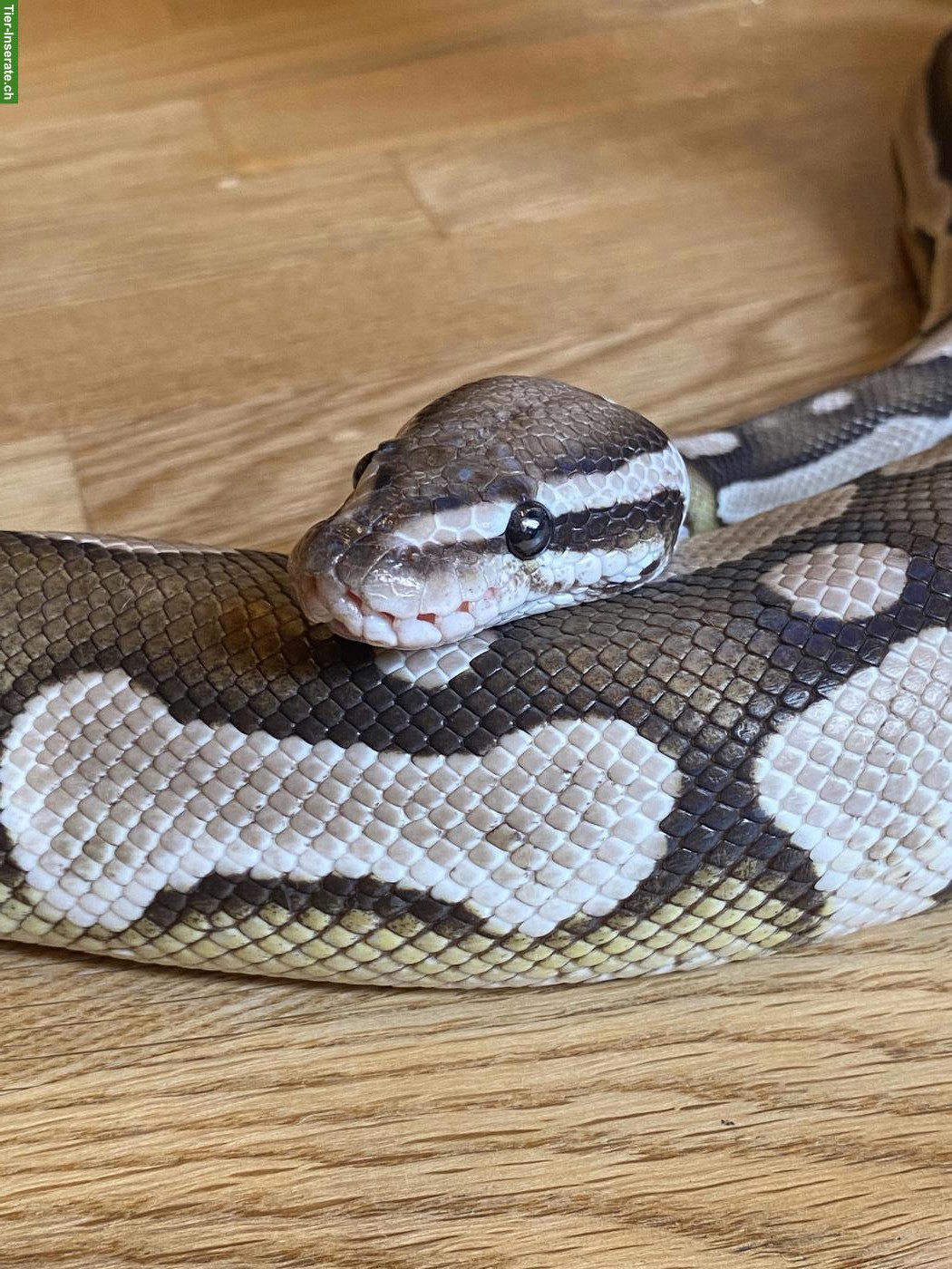 Bild 4: Königspython Axanthic Lesser 0.1