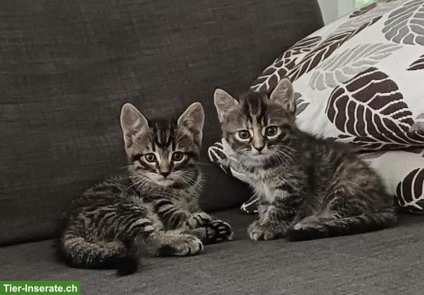 2 getigerte Kätzchen suchen neues Zuhause