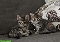 2 getigerte Kätzchen suchen neues Zuhause