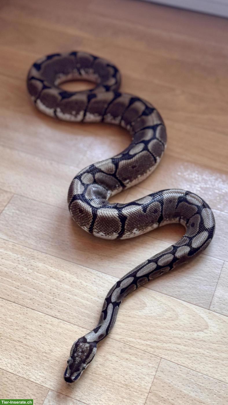 Sehr zahmer Königspython Spider 1.0 zu verkaufen