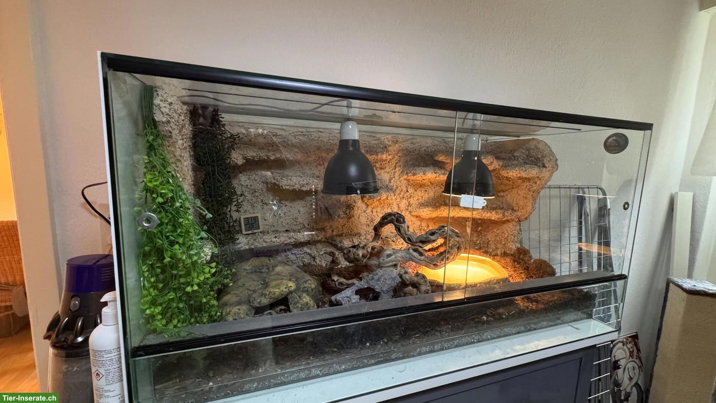 Bild 4: Sehr zahmer Königspython Spider 1.0 zu verkaufen