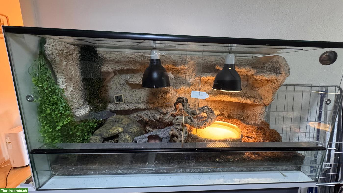 Bild 5: Sehr zahmer Königspython Spider 1.0 zu verkaufen