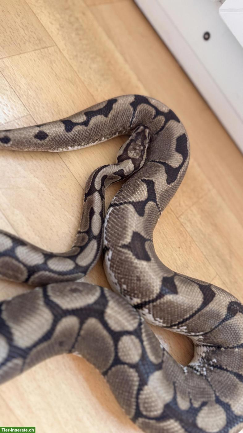 Bild 6: Sehr zahmer Königspython Spider 1.0 zu verkaufen