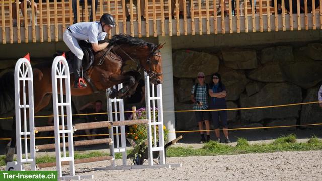 Bild 2: Springpferd zu verkaufen